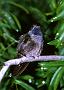 Hummingbird Garden Photo: Blue-Throated Hummingbird